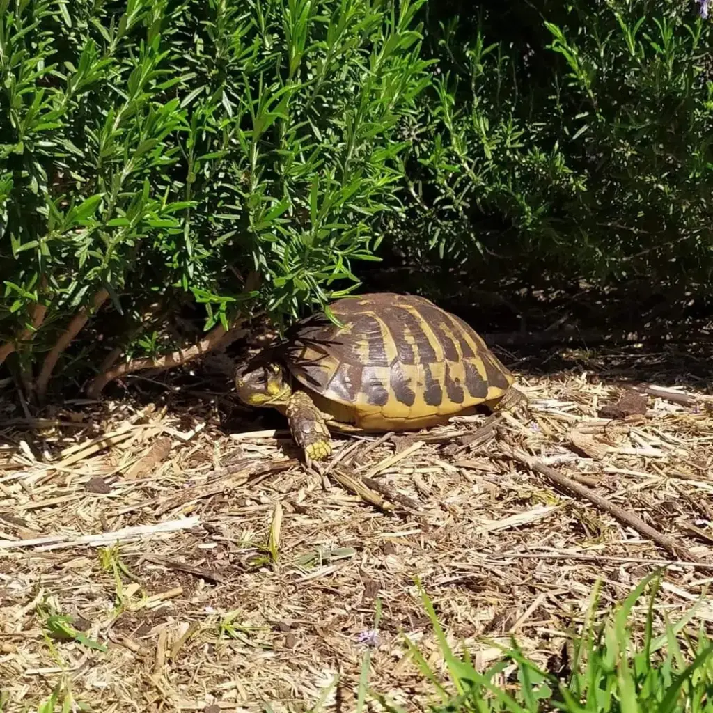 Znaczenie słońca i witaminy D₃ a prawidłowa suplementacja żółwi. Znaczenie słońca i witaminy D₃ a prawidłowa suplementacja żółwi.