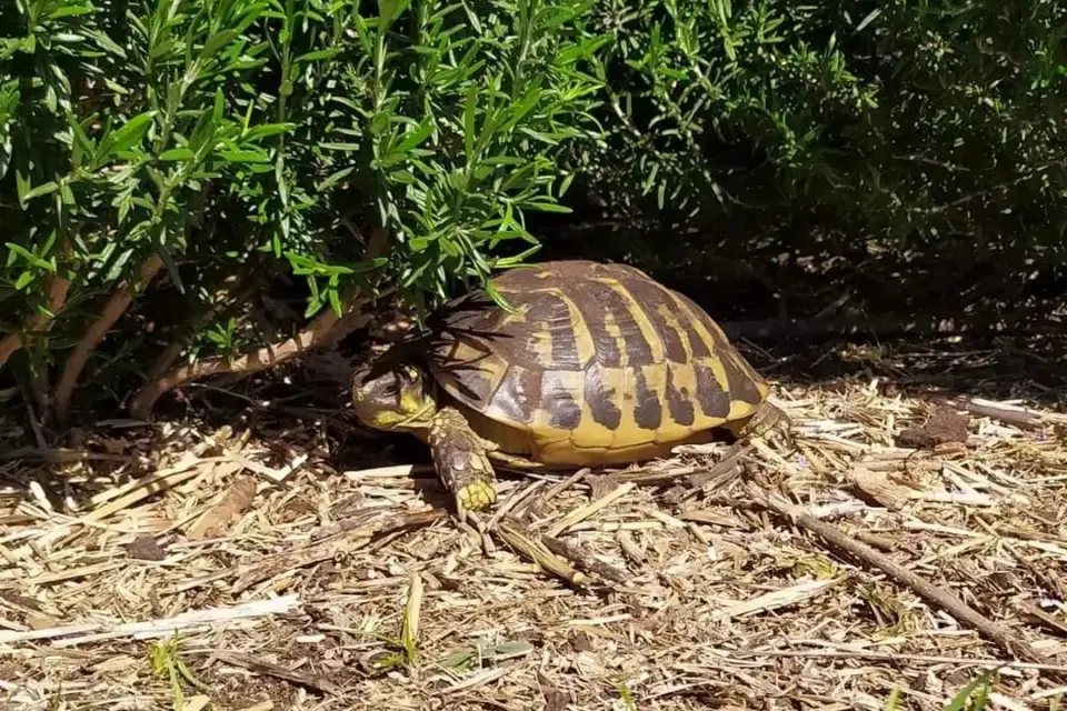 Znaczenie słońca i witaminy D₃ a prawidłowa suplementacja żółwi.