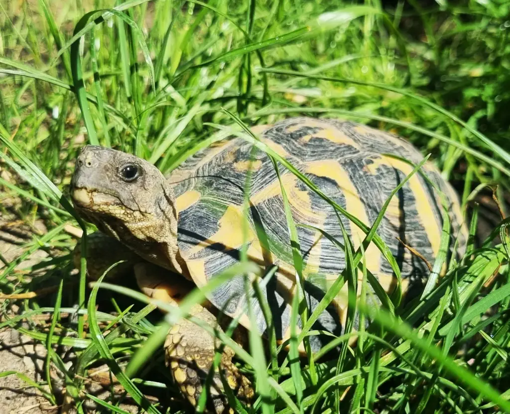 Znaczenie słońca i witaminy D₃ a prawidłowa suplementacja żółwi. Znaczenie słońca i witaminy D₃ a prawidłowa suplementacja żółwi.