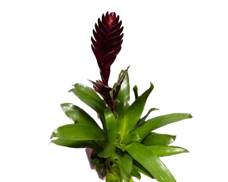 Bromelia Frizea vriesea z purpurowym kwiatostanem wys. 45cm