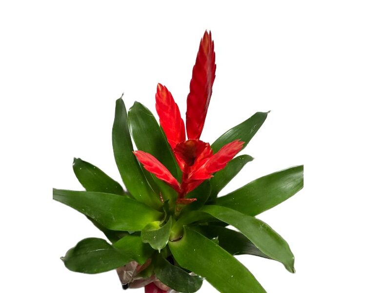 Bromelia Frizea vriesea z czerwonym kwiatostanem wys. 45cm