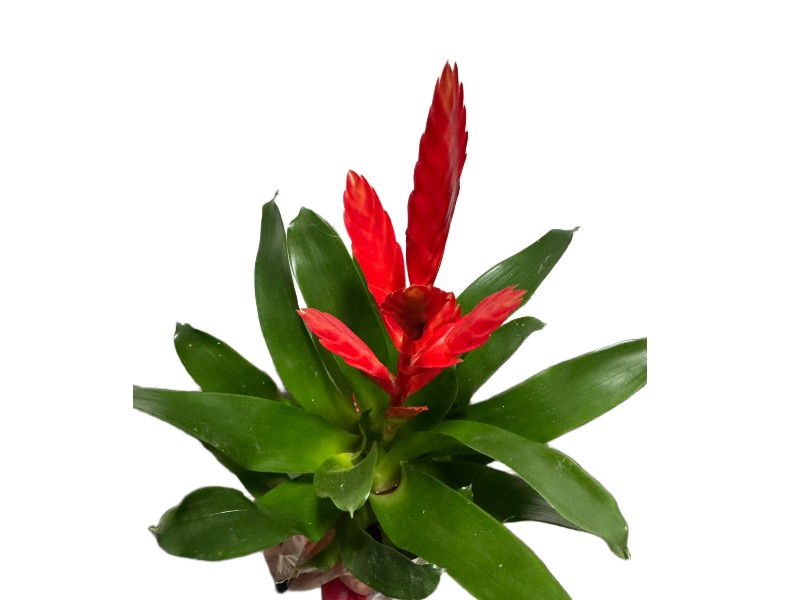 Bromelia Frizea vriesea z czerwonym kwiatostanem wys. 45cm Bromelia Frizea vriesea z czerwonym kwiatostanem wys. 45cm