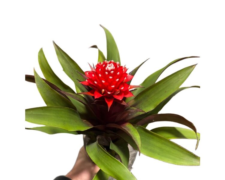 Bromelia Guzmania z biało-czerwonym kwiatostanem