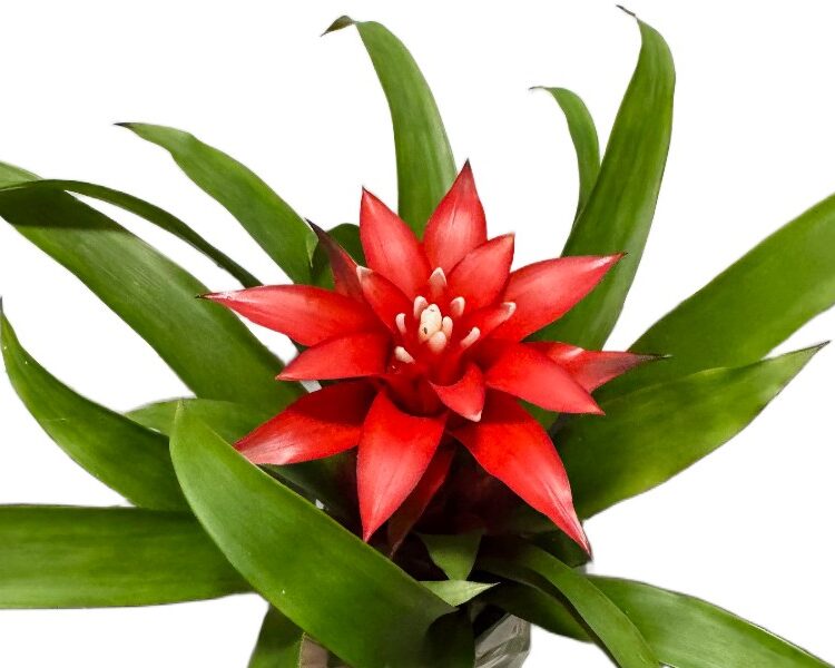 Strona Główna Bromelia Guzmania z czerwonym kwiatostanem