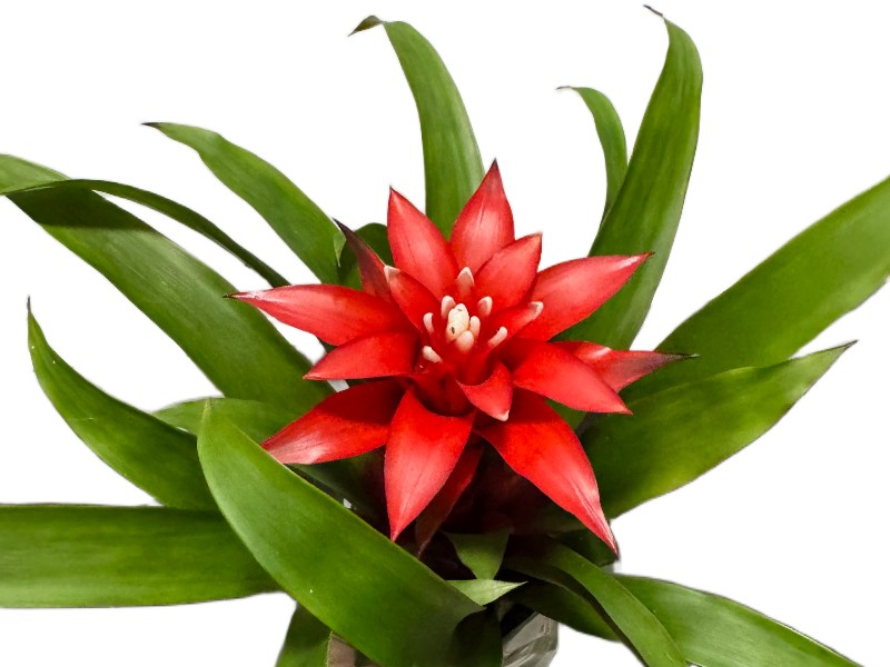 Bromelia Guzmania z czerwonym kwiatostanem Bromelia Guzmania z czerwonym kwiatostanem