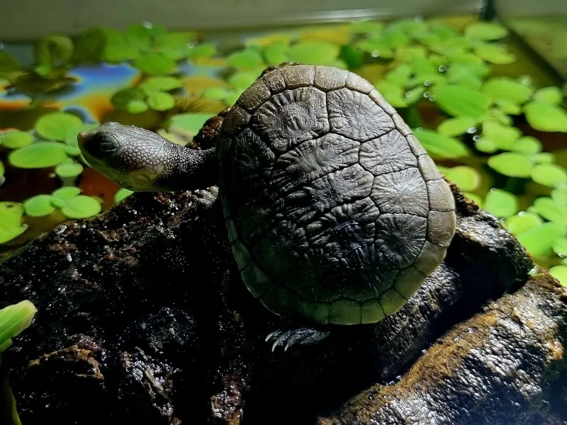 Znaczenie słońca i witaminy D₃ a prawidłowa suplementacja żółwi. suplementacja żółwi witamina d3 w organizmie