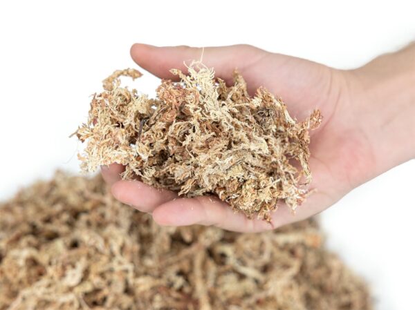Mech torfowiec Sphagnum moss 50g - obrazek 2