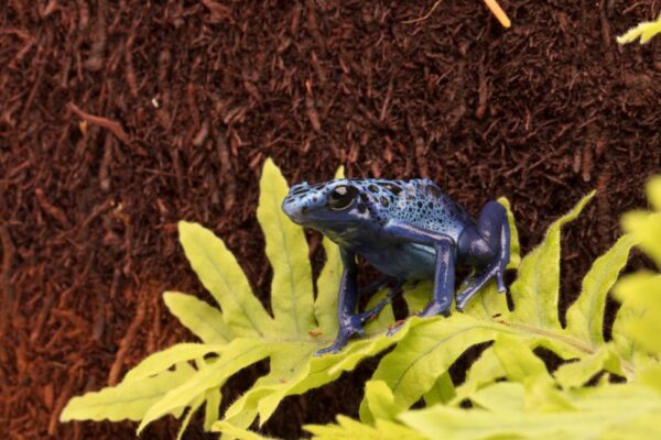 Tree Fern Panel tło do terrarium z paproci drzewiastej 50cm - obrazek 6