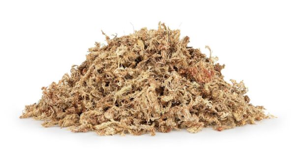 Mech torfowiec Sphagnum moss 50g - obrazek 3