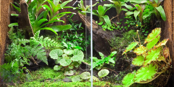 Tree Fern Panel tło do terrarium z paproci drzewiastej 30cm - obrazek 4