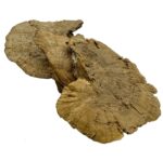 Suszona huba Spange grzyb 16-18cm do terrarium - obrazek 2