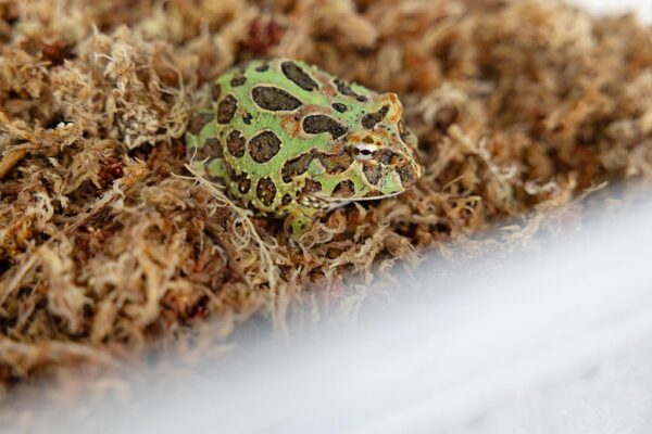 Mech torfowiec Sphagnum moss 50g - obrazek 4