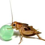 97ff17424f788c0cba29960ef4ade4bd