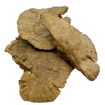 Suszona huba Spange grzyb 16-18cm do terrarium