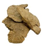 Suszona huba Spange grzyb 16-18cm do terrarium