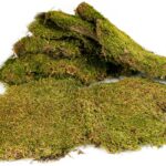 Terrario Shadow Forest Moss - mech naturalny 35x28cm - obrazek 4