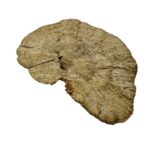 Suszona huba Spange grzyb 16-18cm do terrarium - obrazek 4