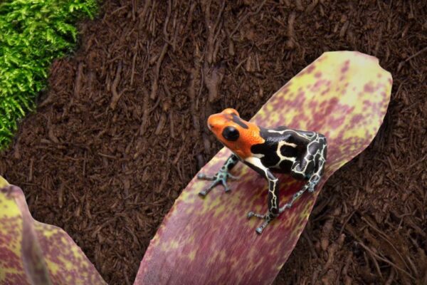 Tree Fern Panel tło do terrarium z paproci drzewiastej 50cm - obrazek 8