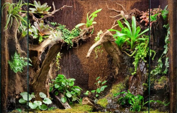 Tree Fern Panel tło do terrarium z paproci drzewiastej 50cm - obrazek 7