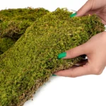 Terrario Shadow Forest Moss - mech naturalny 35x28cm - obrazek 2