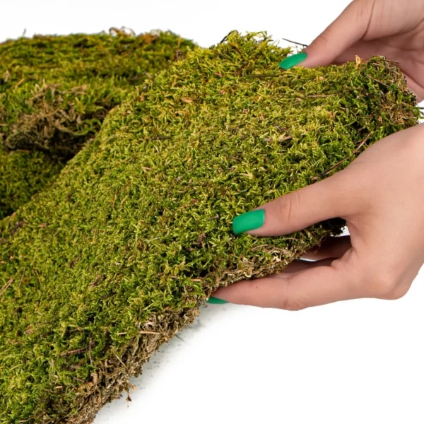 Terrario Shadow Forest Moss - mech naturalny 35x28cm - obrazek 2