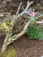 Gałęzie korkowe rozgałęzione do terrarium - obrazek 4