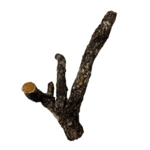 Gałęzie korkowe rozgałęzione do terrarium 40cm