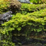 Terrario Shadow Forest Moss - mech naturalny 35x28cm - obrazek 6