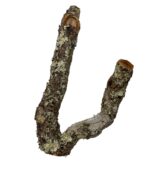 Gałęzie korkowe rozgałęzione do terrarium - obrazek 3