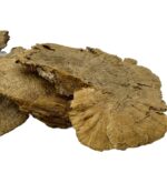 Suszona huba Spange grzyb 16-18cm do terrarium - obrazek 3