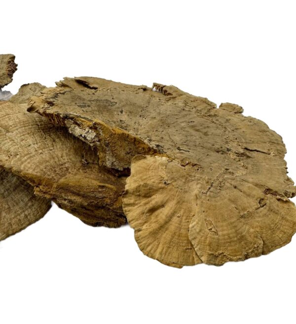 Suszona huba Spange grzyb 16-18cm do terrarium - obrazek 3