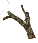 Gałęzie korkowe rozgałęzione do terrarium - obrazek 2