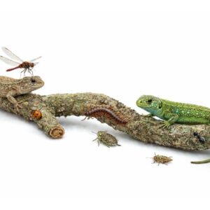 gałęzie korkowe do terrarium