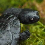 Żółw wężoszyi Chelodina Mccordi