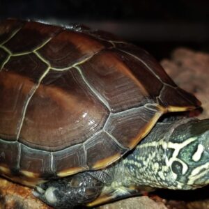 05f2f6c639c319b9da7586f9105083c0