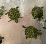 87bd2f44c2ac5b29c84bba5e650c0497