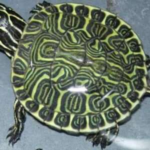 77ddad82b2c5828b16a76edb975876ae