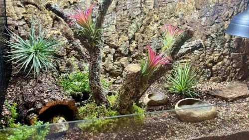 Strona Główna terrarium na wymiar dla żółwia