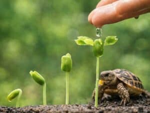Nasiona dla żółwi lądowych mieszanka ziołowa dla żółwia lądowego w terrarium i na wybieg zewntrzny