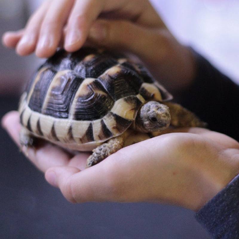 Strona Główna żółw obrzeżony domowy