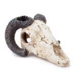 czaszka muflona Happet