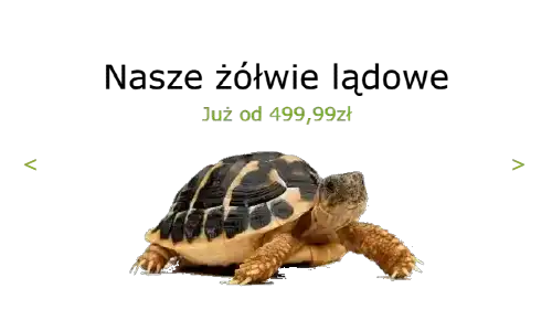 Strona Główna Strona Główna