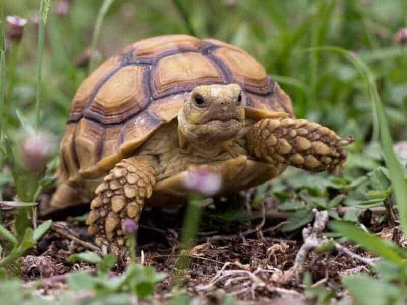 Strona Główna Sklep terrarystyczny online Żółw pustynny Centrochelys Sulcata