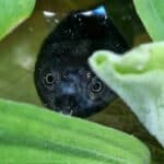Żółw wężoszyi chelodina mccordi mccorda