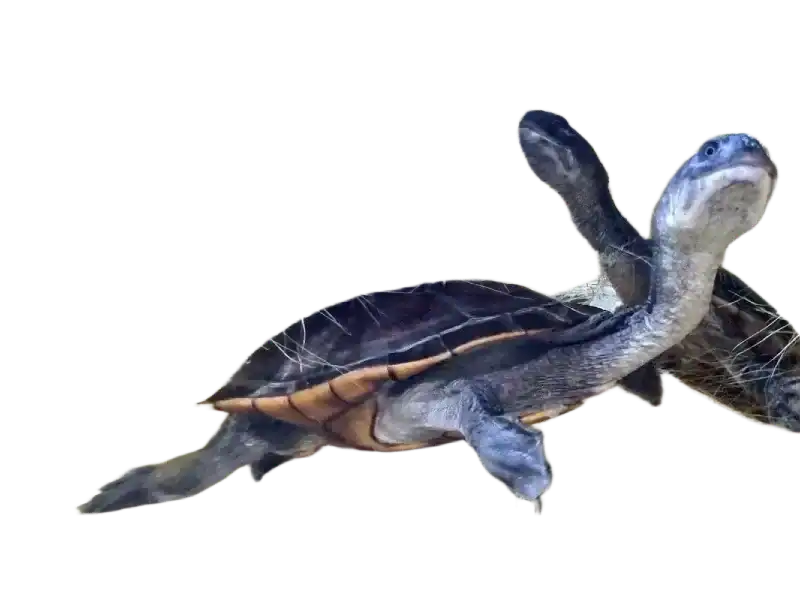 Strona Główna Strona Główna