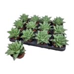 26ea24efdd81f225b5031aa50492ee13