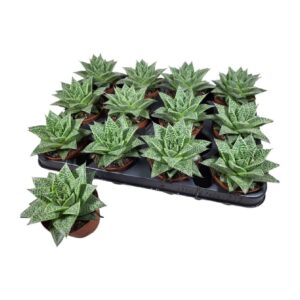 26ea24efdd81f225b5031aa50492ee13