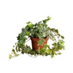 61aa4266617934716f189336a3bb2e84