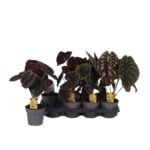 08a1841c4019e774fcf3f5af26ceae02