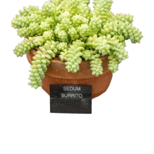 32e817675078a7561a0149da6a78b107